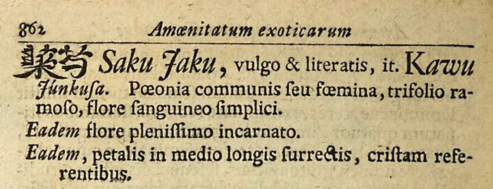 Описание пионов в Amoenitatum Exoticarum Politico-Physico-Medicarum Fasciculi V