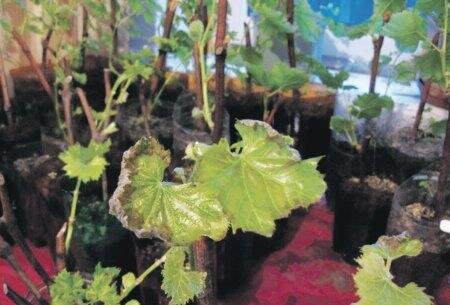 Калийный ожог винограда - неусваиваемость калия.
