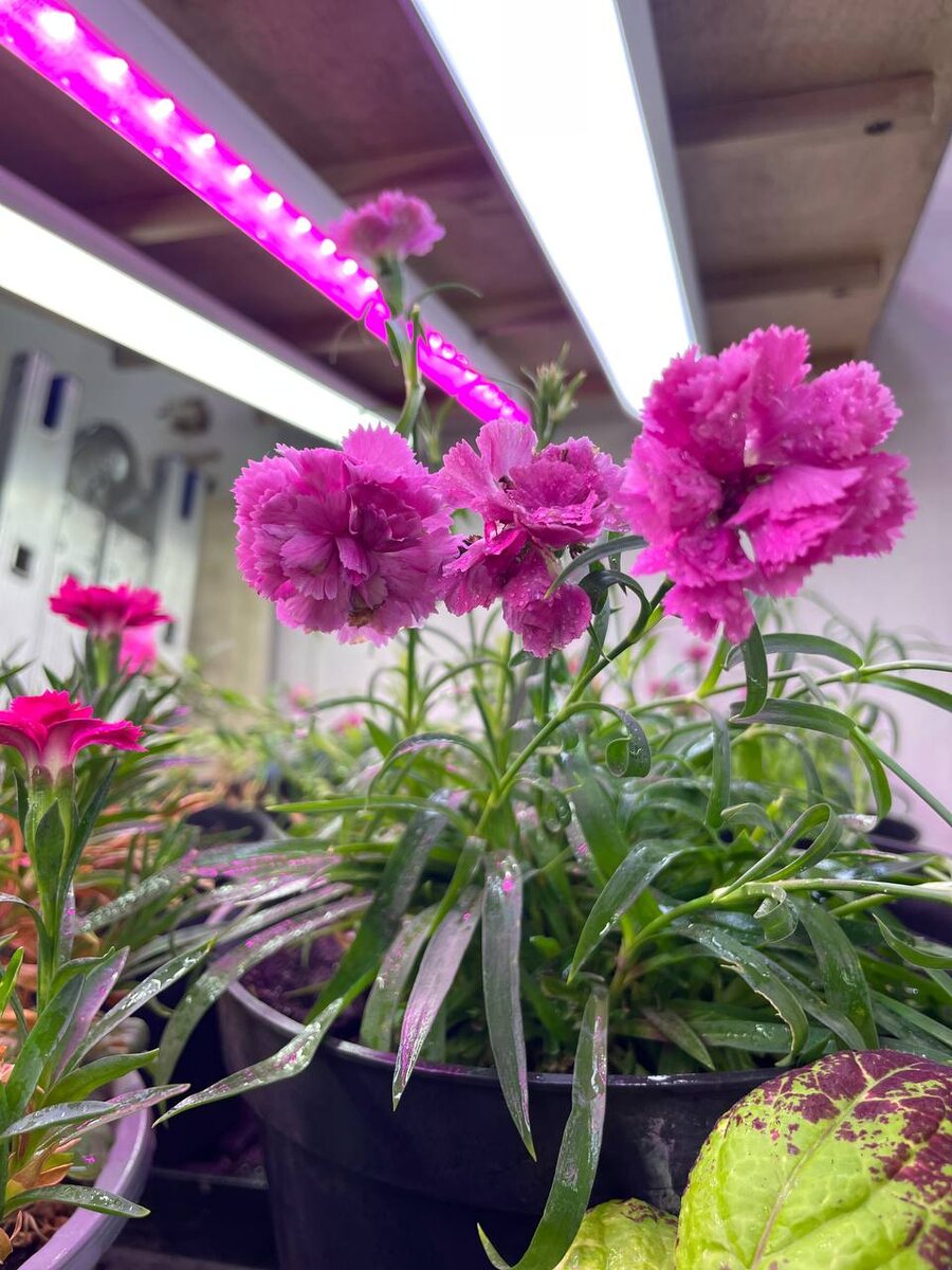 Привет друзья! Весна близко, а в окнах домов всё чаще можно заметить розовое свечение. Думаю это самый часто задаваемый вопрос. Как и чем подсвечивать рассаду и цветы? Туда же вопросы об эффективности и нужности розового света, о том , где и по какой стоимости приобретать светильники и конечно, вопрос о том, нужны ли они вообще!?