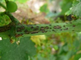Грибковое заболевание винограда. Черная пятнистость (фомопсис). Возбудитель болезни - высший гриб из класса Дейтеромицеты.

