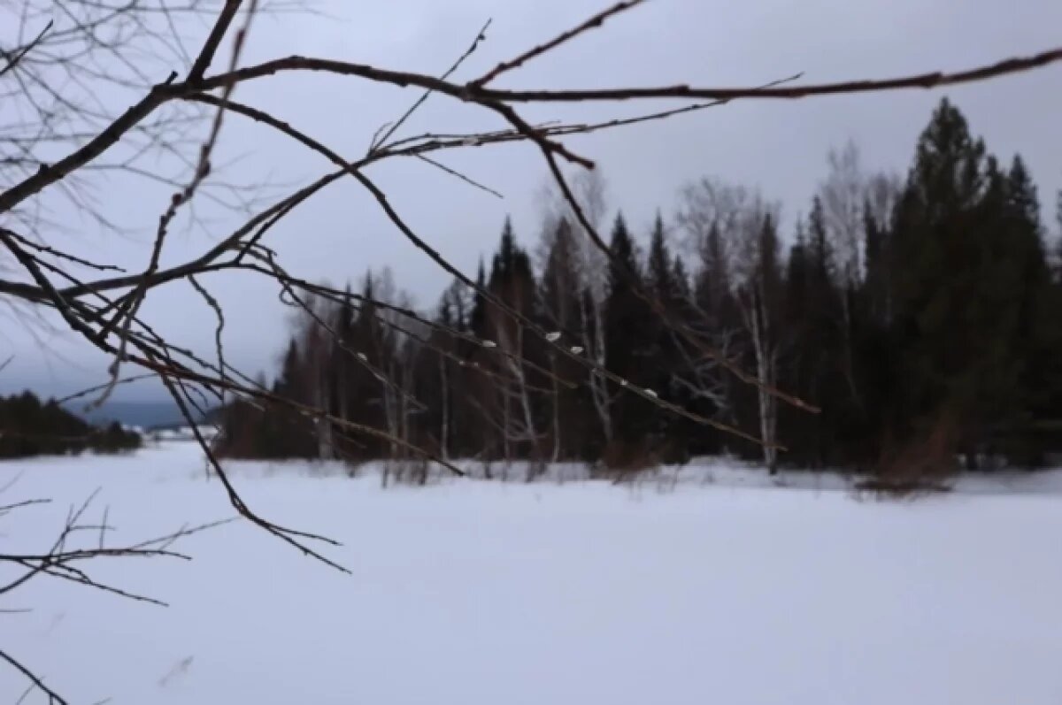    В Челябинской области начала распускаться верба