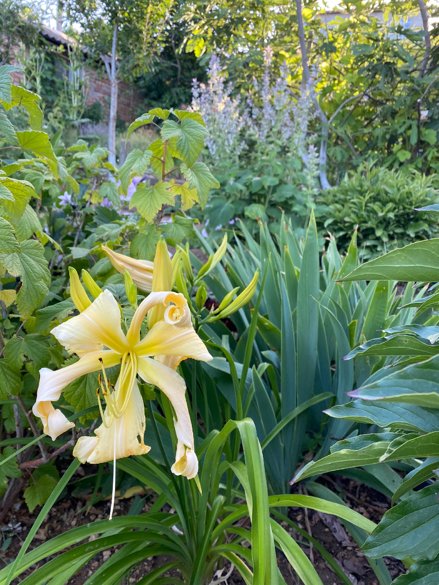 На заднем плане шалфей мускатный