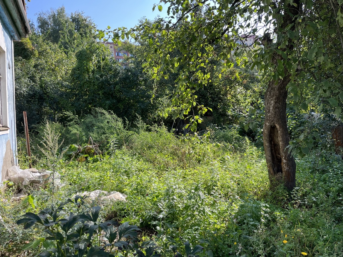 Все сильно заросло