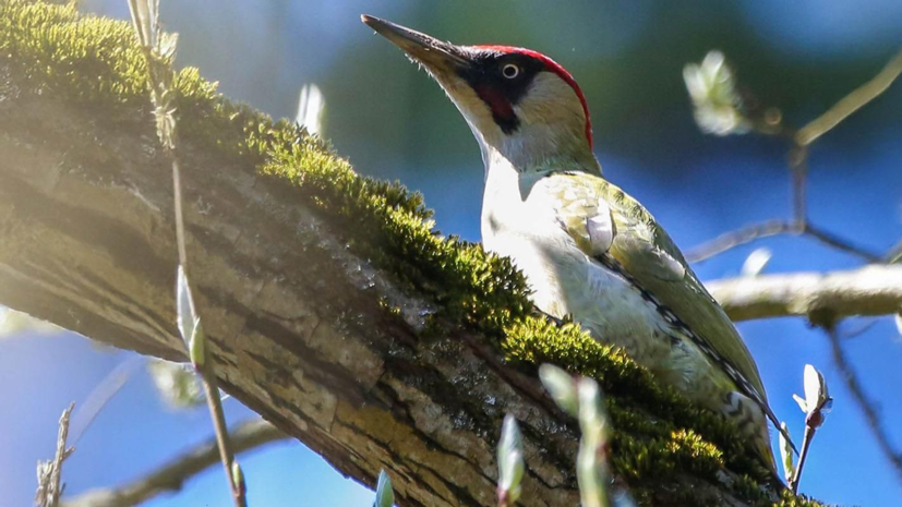    Зеленый дятел. Пресс-служба Департамента природопользования и охраны окружающей среды города Москвы