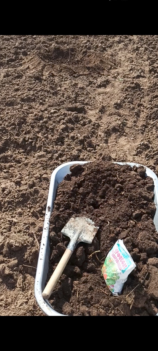 Под каждый саженец внесены удобрение и перегной