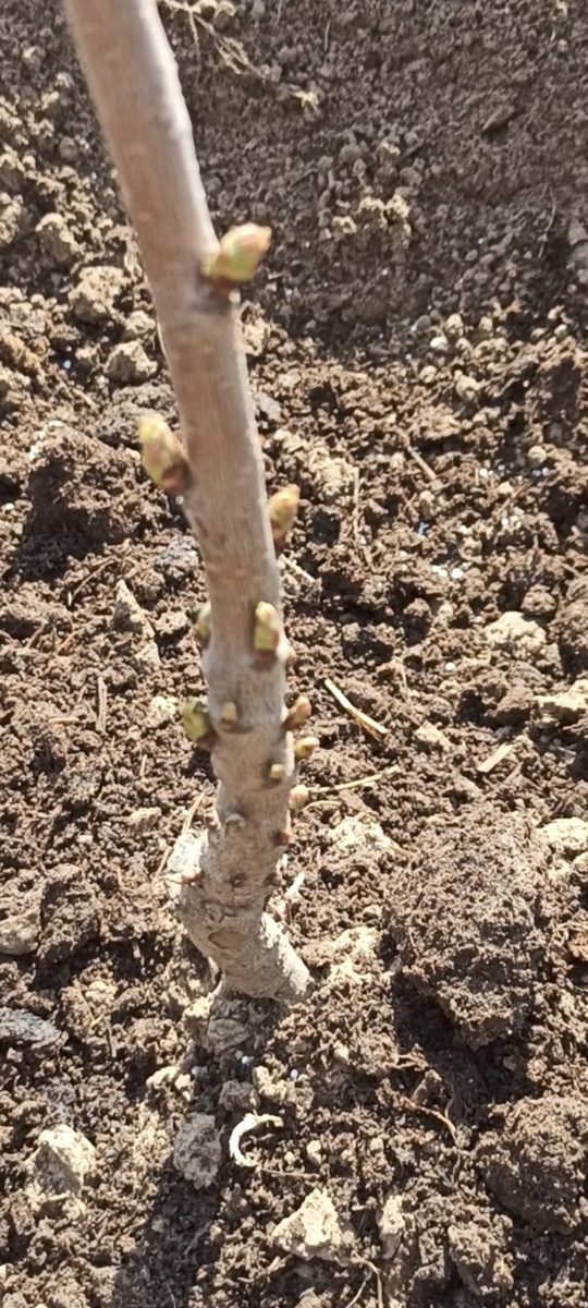 Жизнь появилась и вырывается наружу!!