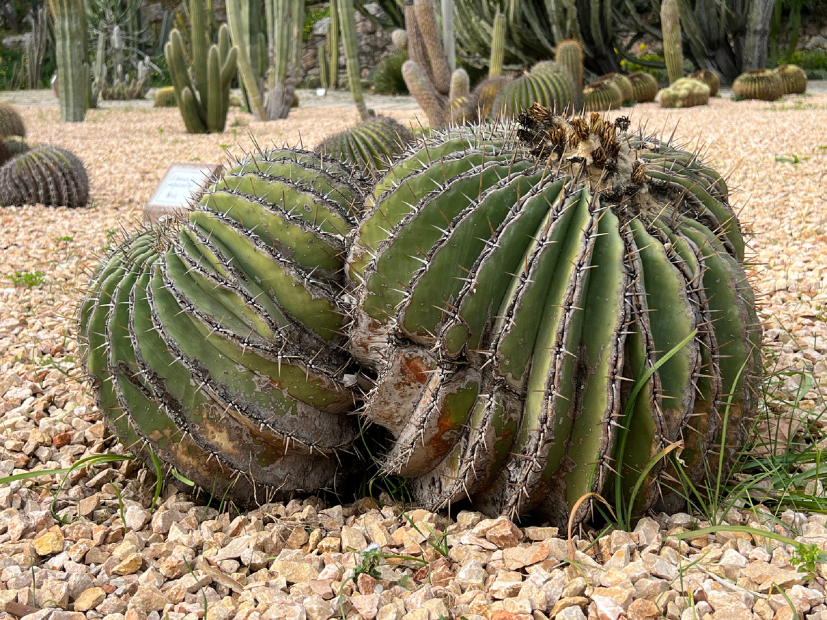 «Тёщин стул». Сад Моссен Коста и Льобера На горе Монжуик, Барселона. Фото автора