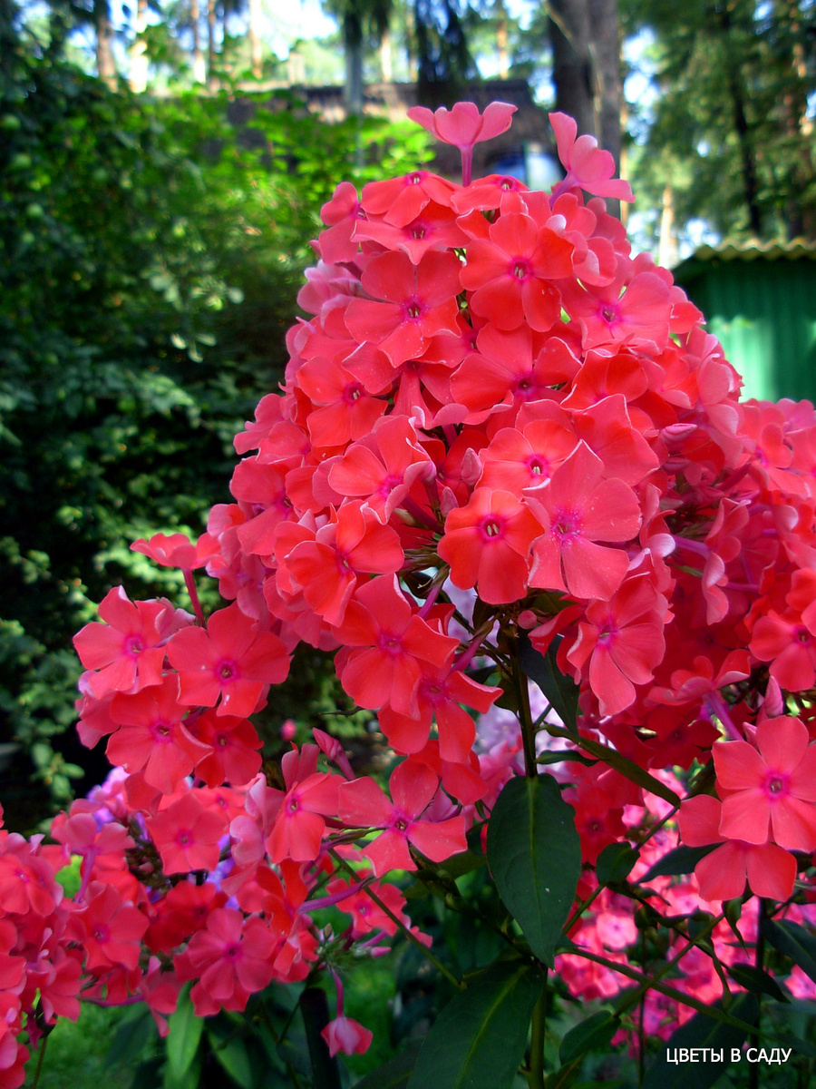 Сорт Арктур в саду (фотографии Шевляковой О.Б.)
