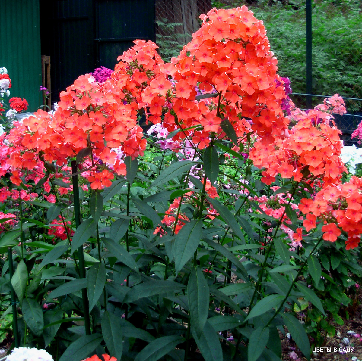 Сорт Арктур в саду (фотографии Шевляковой О.Б.)
