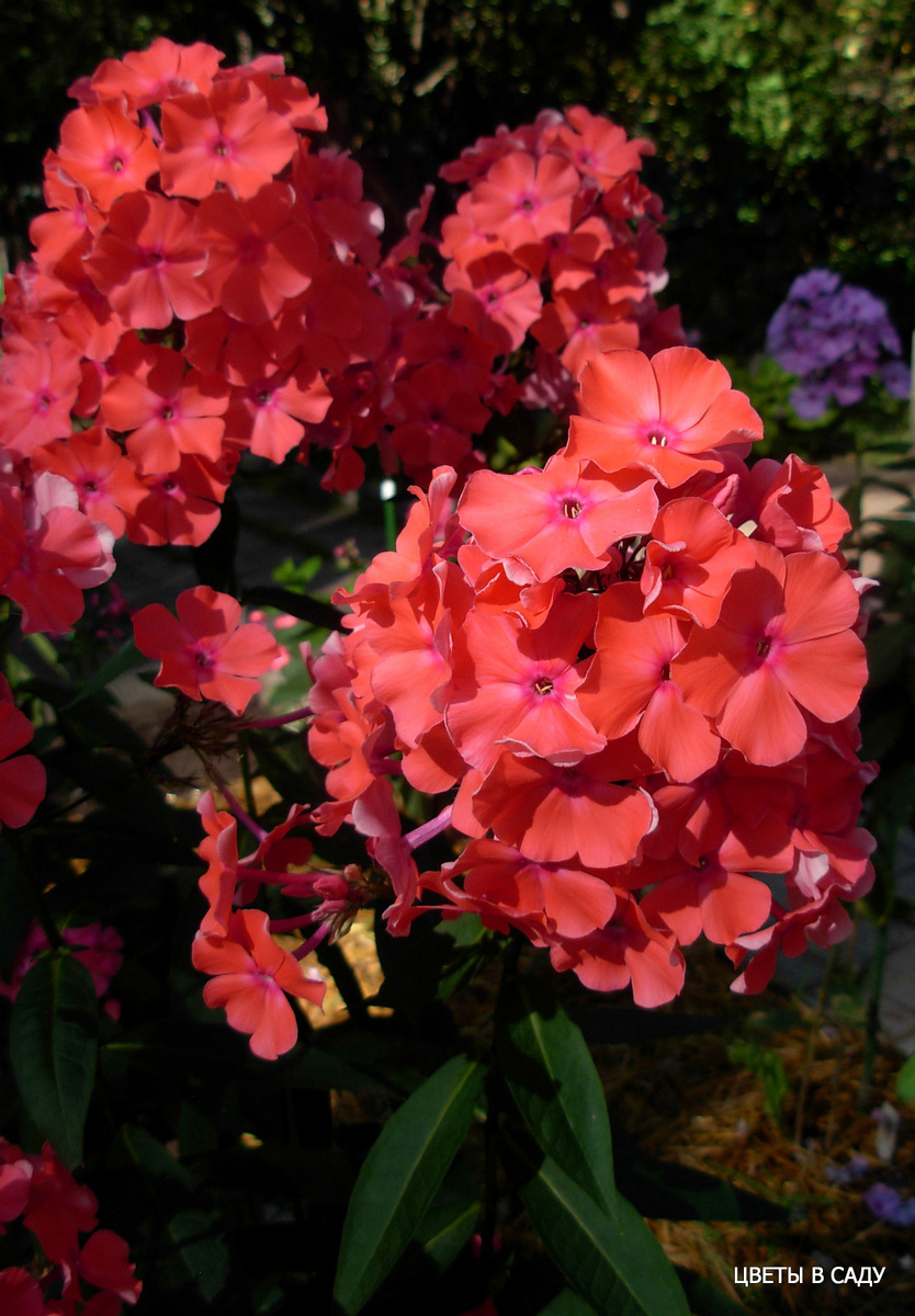 Сорт Арктур в саду (фотографии Шевляковой О.Б.)
