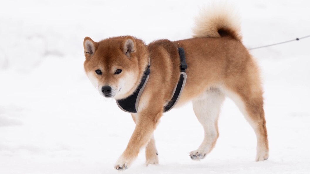    Ruslan Yarocky/URA.RU/Globallookpress