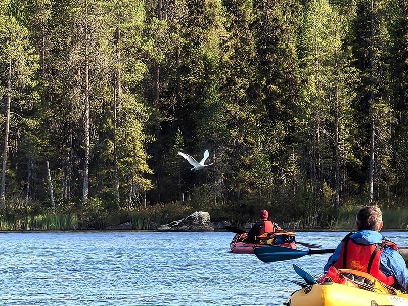 Лебедь, давший имя реке Нюхча, на Пистайоки (увы, перевод названия этой реки нам найти не удалось)