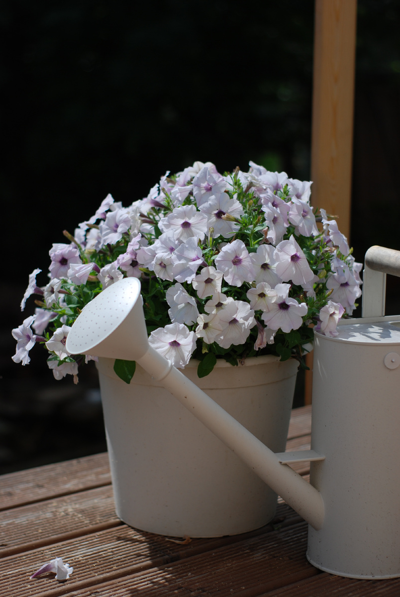 Изи вейв Сильвер, лето 2024. Автор фото Я. 