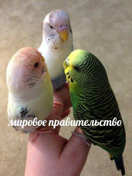 Попугаи
