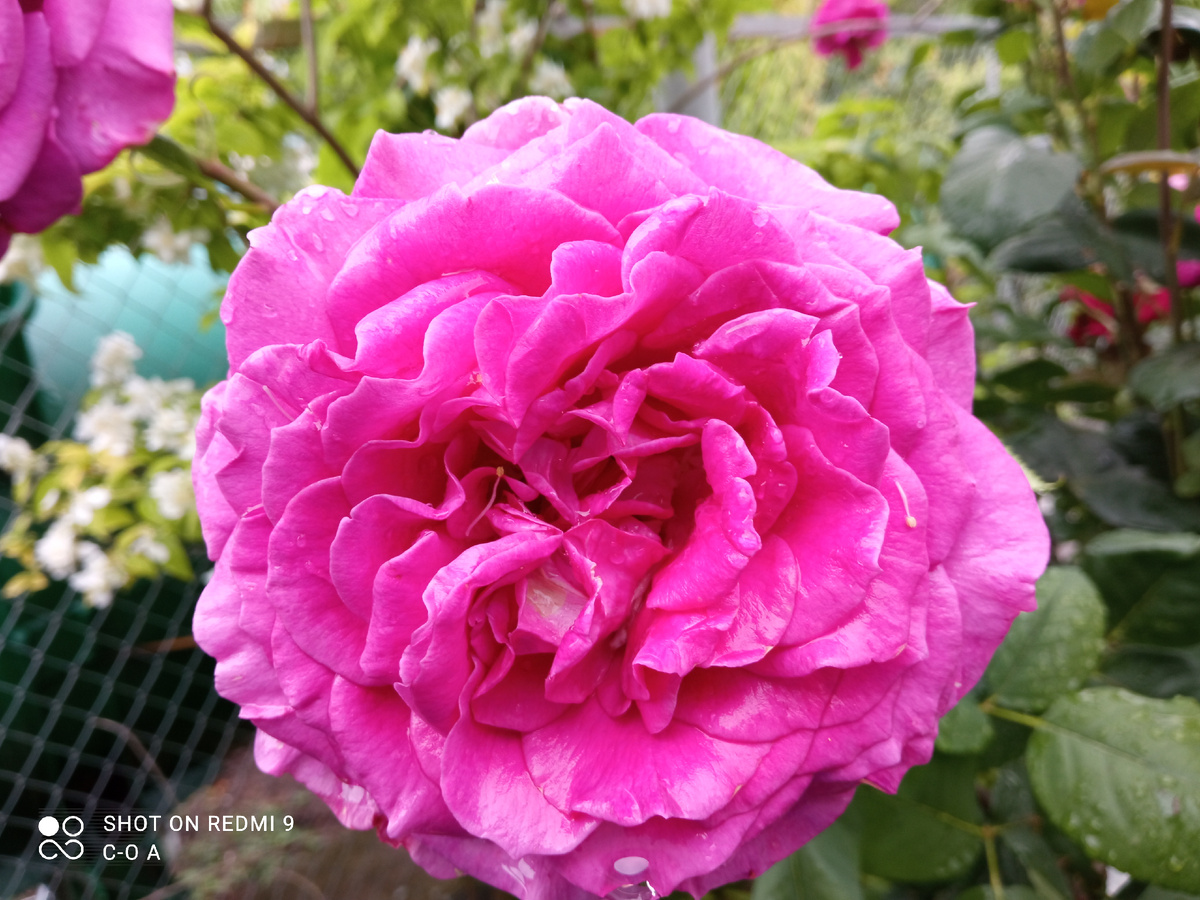 Ч/г роза Биг Пурпле. Пививита на р.канина. Фото автора.