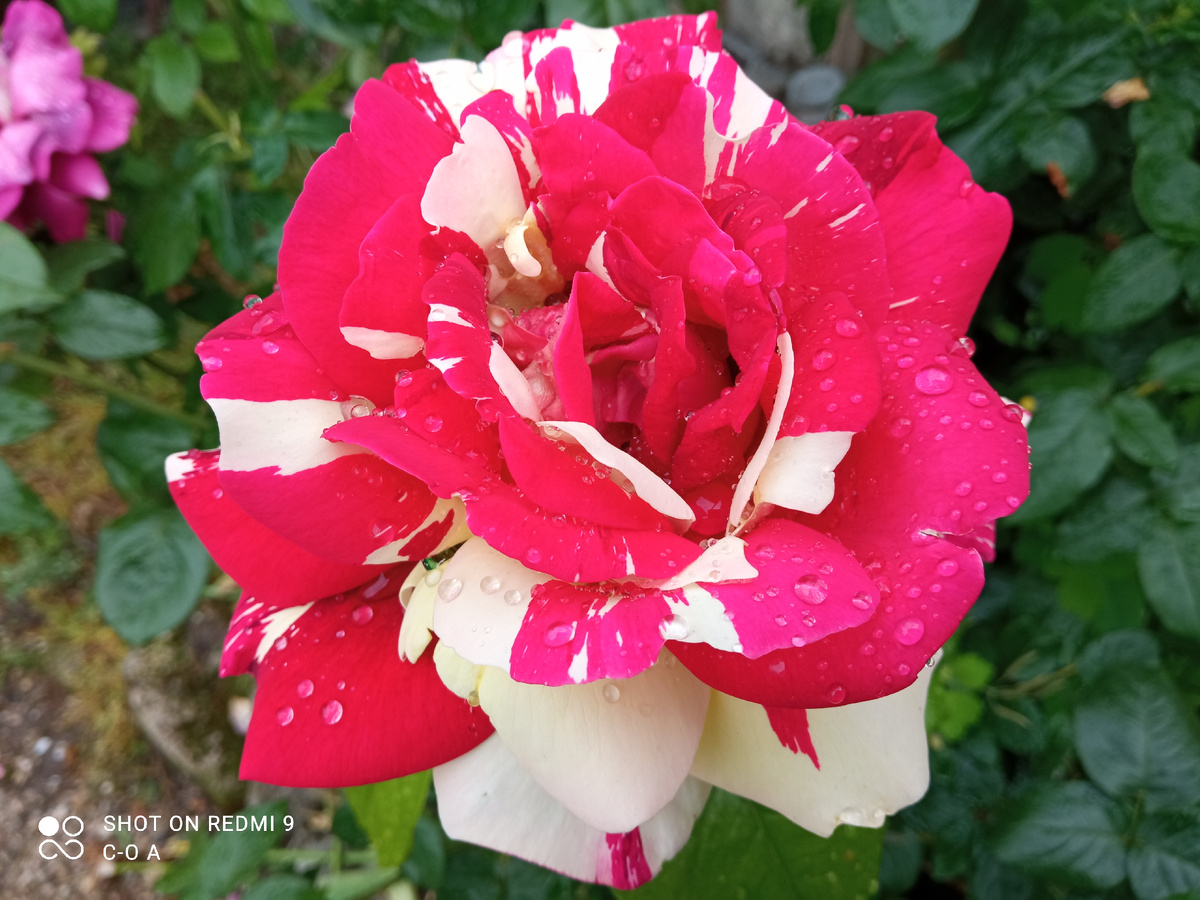 Ч/г роза Пестрая фантазия. Привита на р.канина. Фото автора.