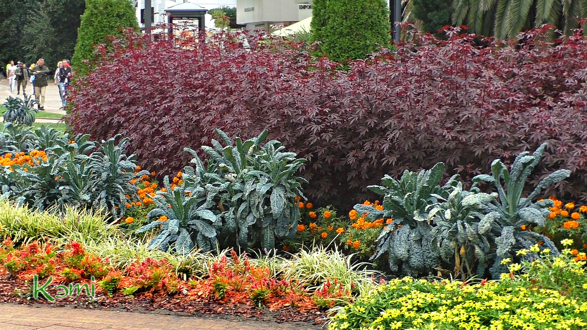 Цветники Сочи.