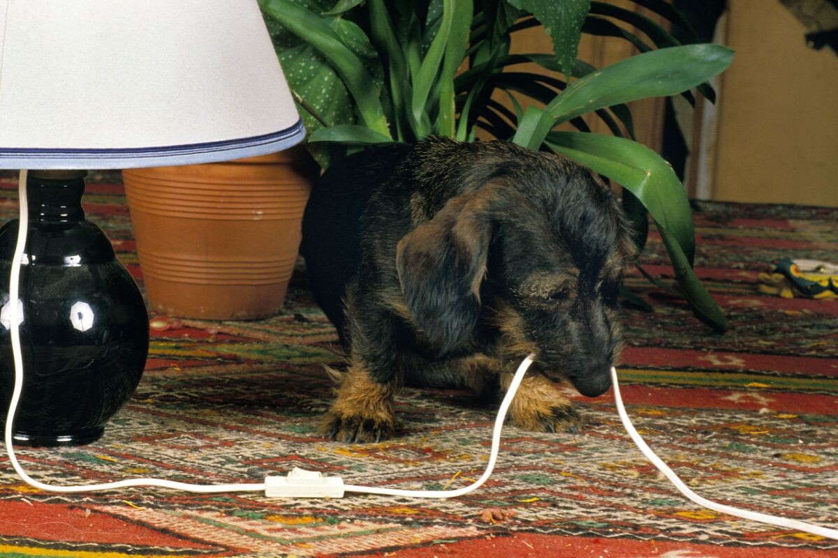 Собака грызёт провода