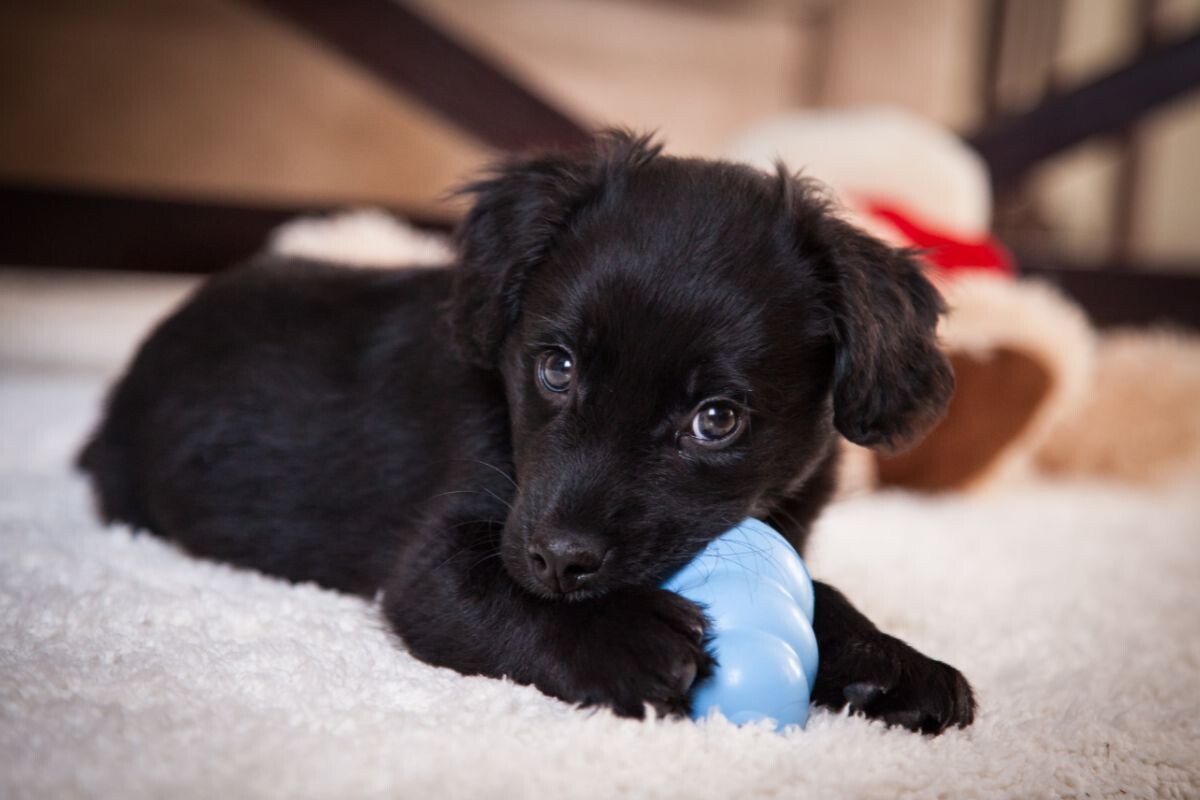 Щенок грызёт игрушку 