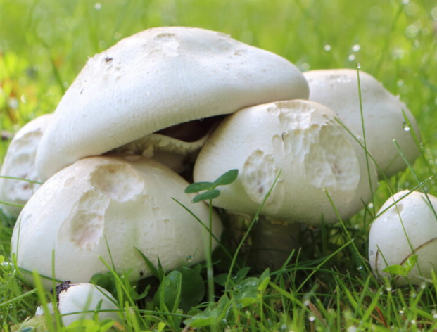 Шампиньоны луговые