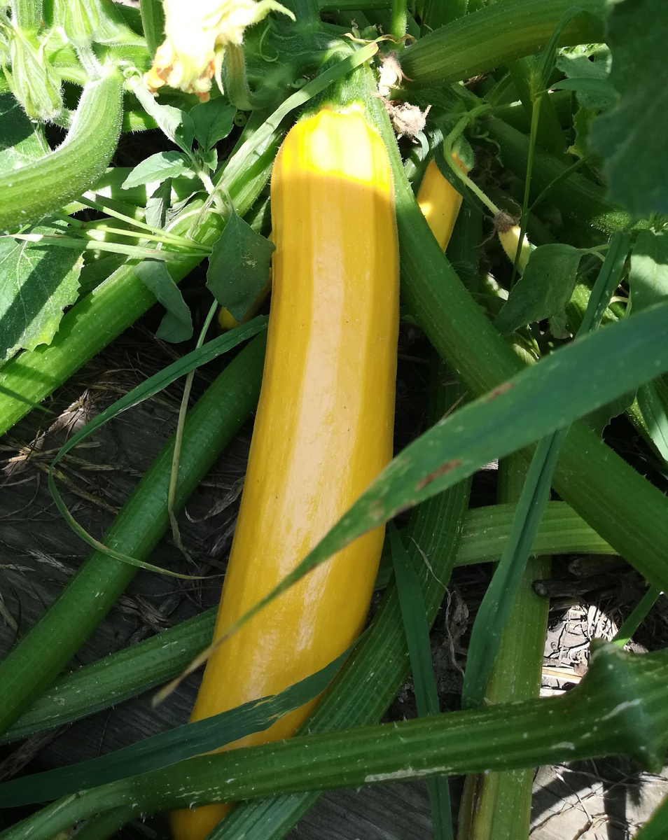 Плодоносит весь сезон.