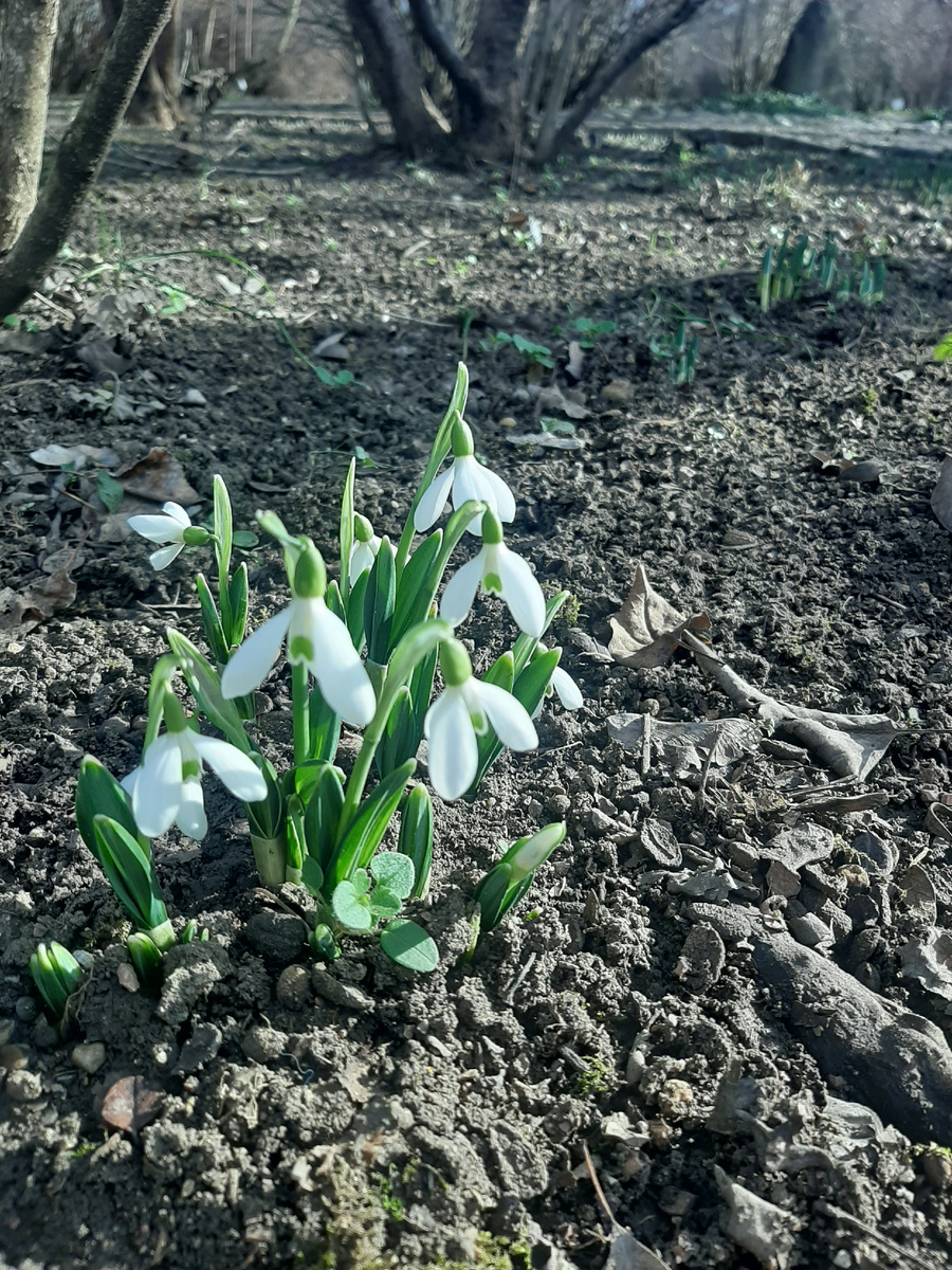 Подснежники в январе в ботаническом саду им. Багрова в Симферополе.