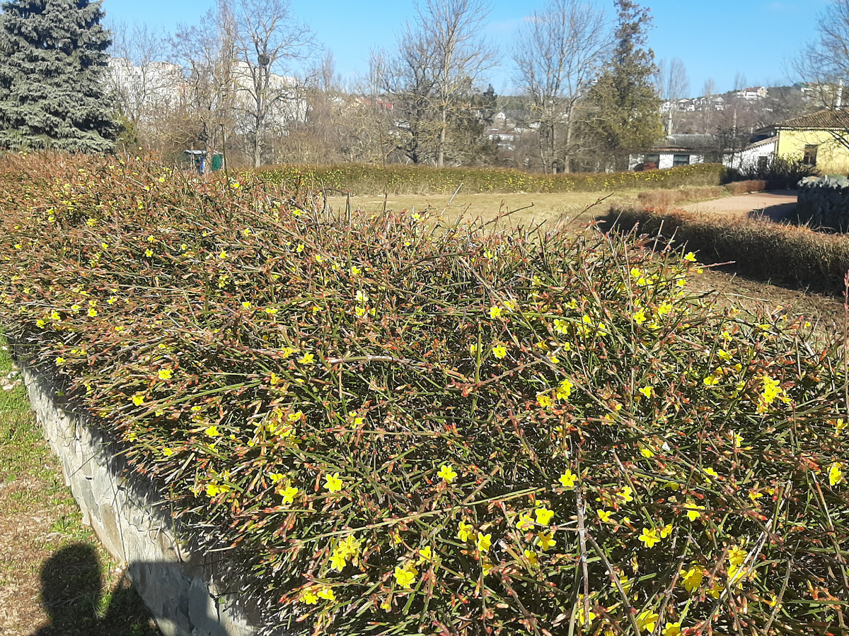 Жасмин жёлтый, в январе.