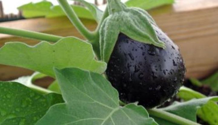 Баклажан- что может быть вкуснее!