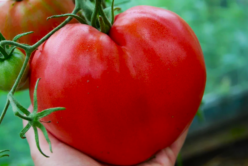 Бычье сердце