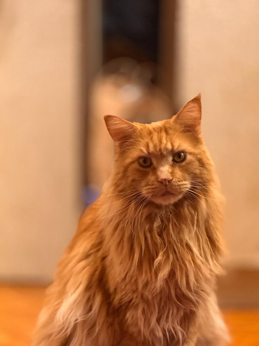 Всеобщий любимец. Фото автора.