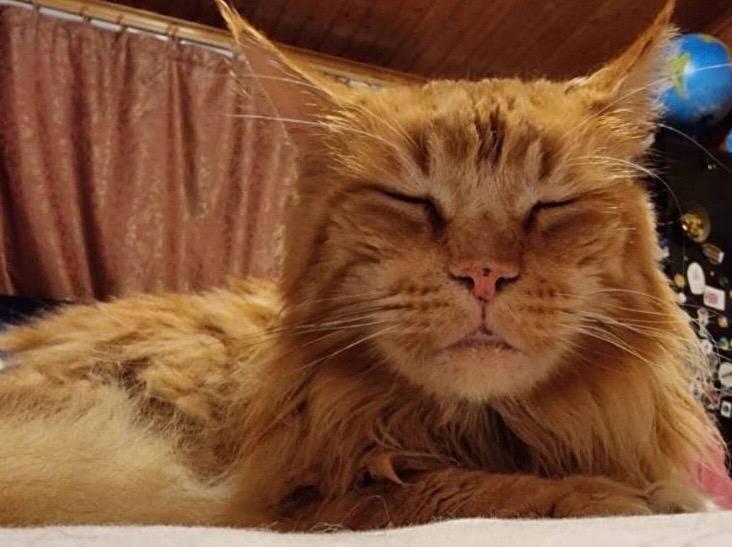 Барсик задумался. Фото автора.