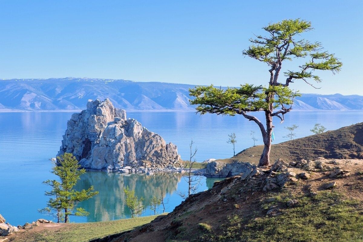 Байкал сосны. 