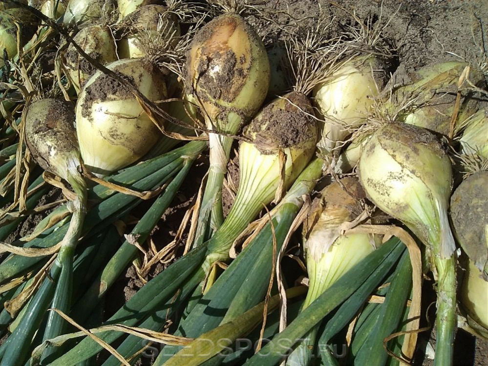 Лук Алиса Грейг. Ссылка на изображение: https://seedspost.ru/upload/resize_cache/itc_reviews/e4f/999_999_1afd6d7eeb84dcddb27dd447f4482a324/IMG_20180731_111845.jpg