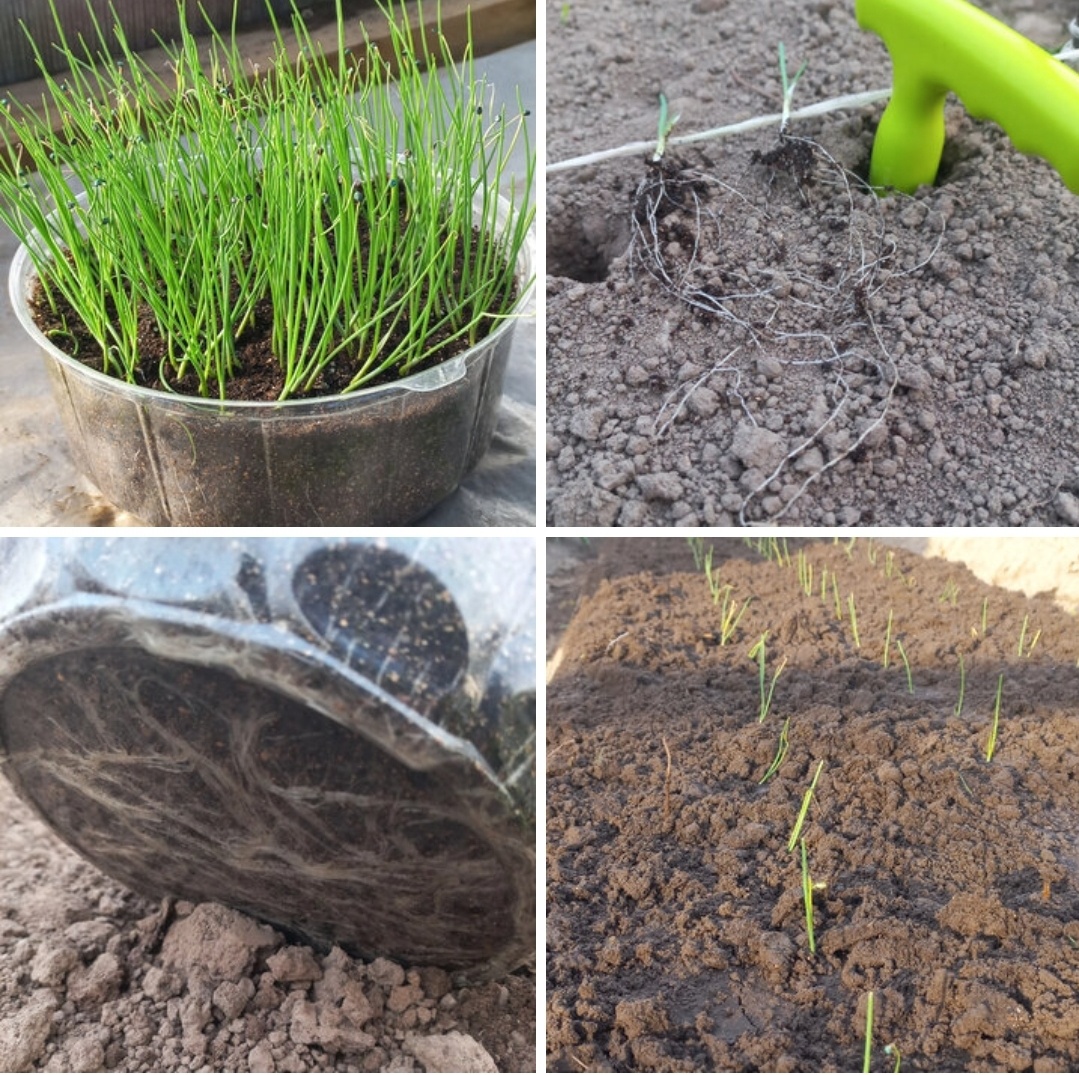 Коллаж составлен из моих фото, сделанных при высаживании рассады лука Эксибишен.