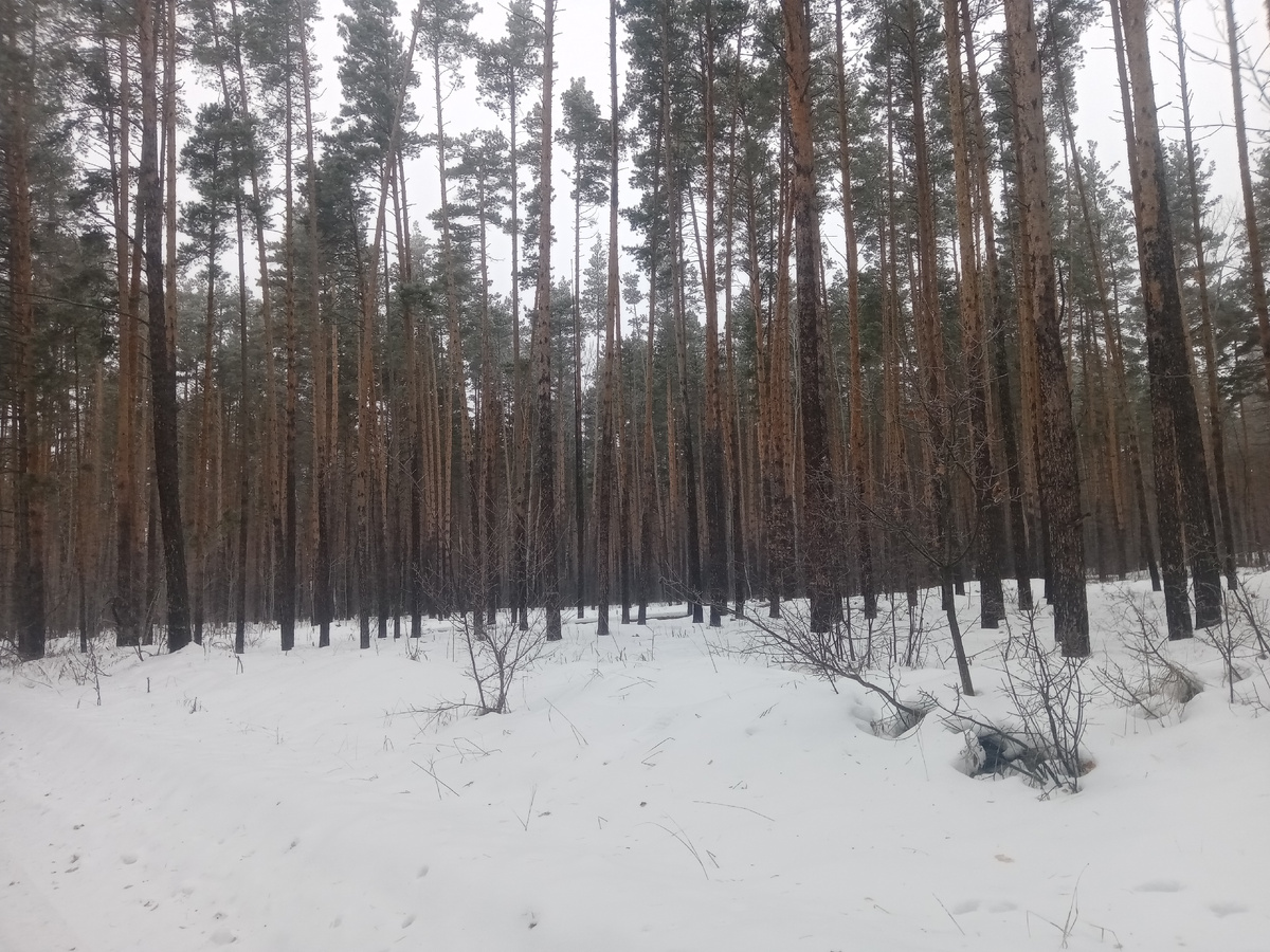 В отличие от Саратова, здесьесть снег. Немного, но есть.