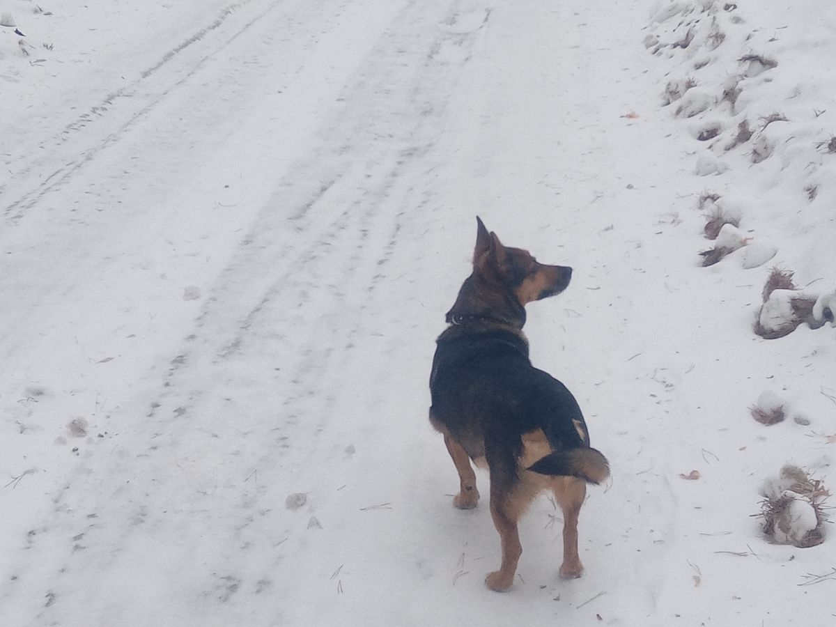 Грета ,как всегда, возглавляет процессию.