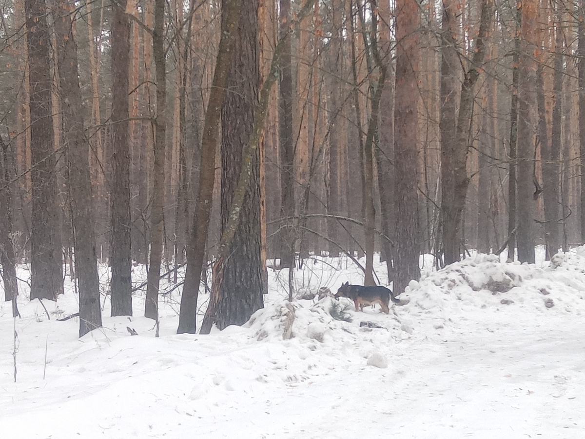 Очередной разъезд. Спасибо трактористу.