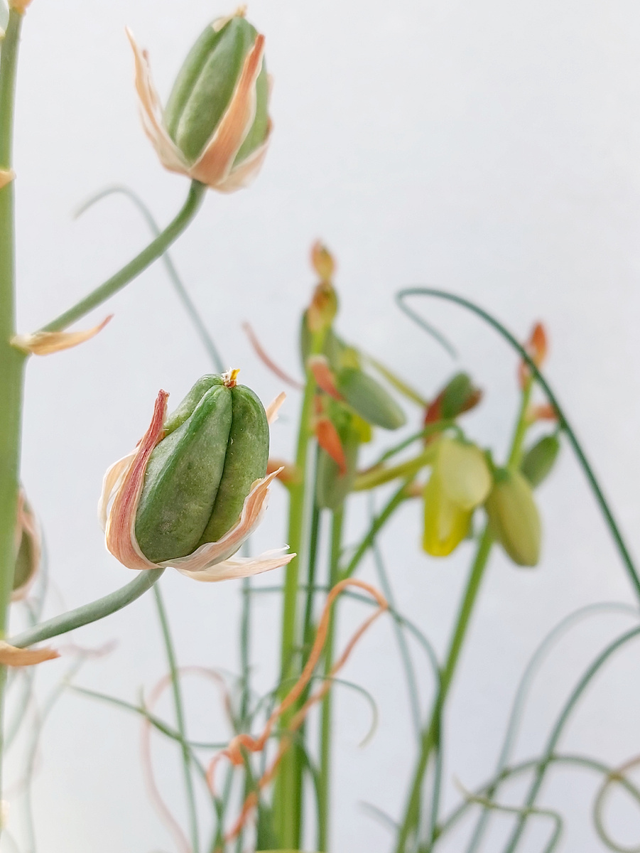 Плоды и цветы альбуки спиральной