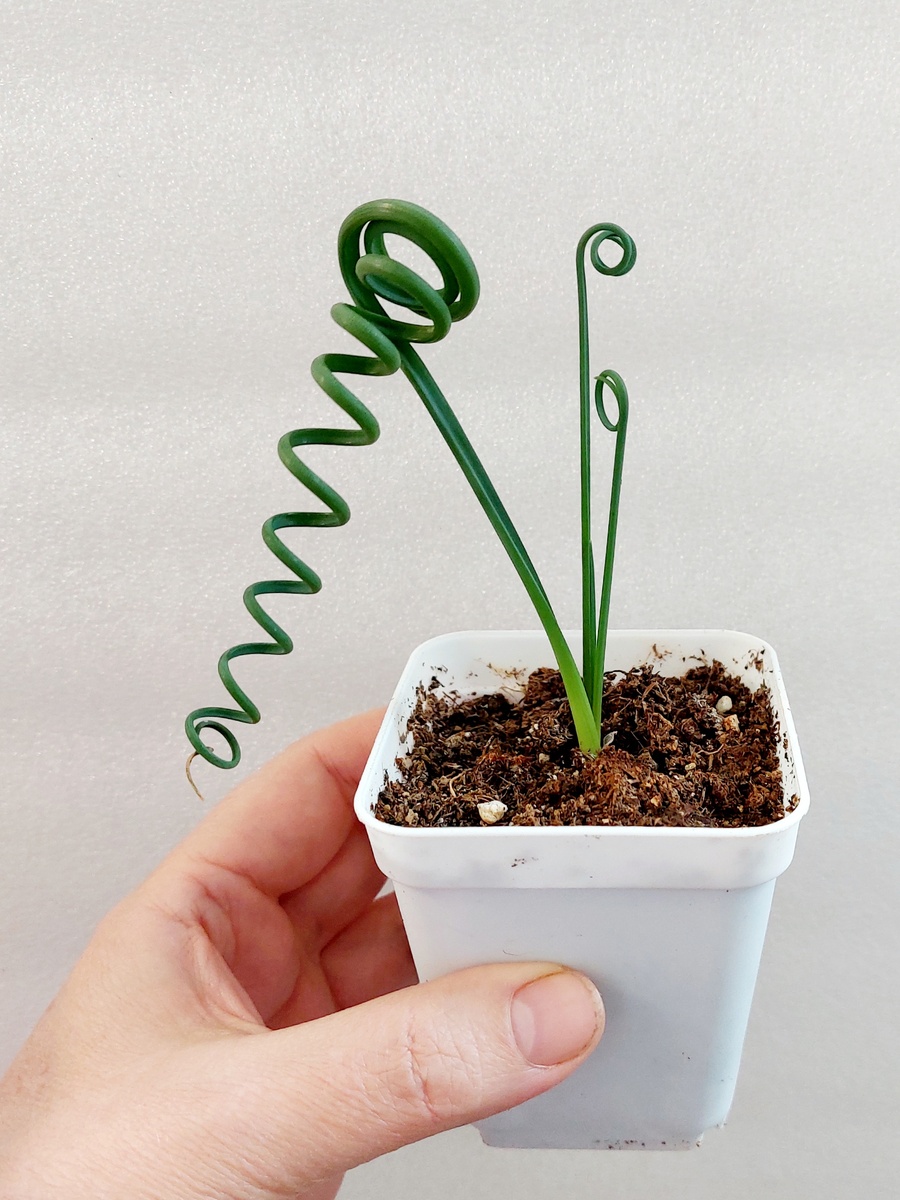 Альбука спиральная