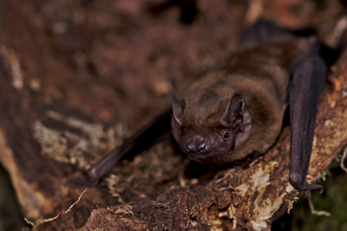 Рыжая вечерница