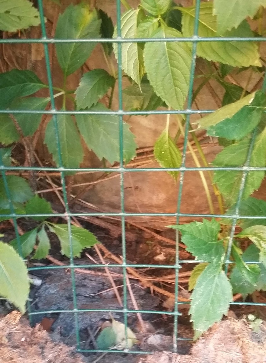 Вот под такой забор крыса легко ушла