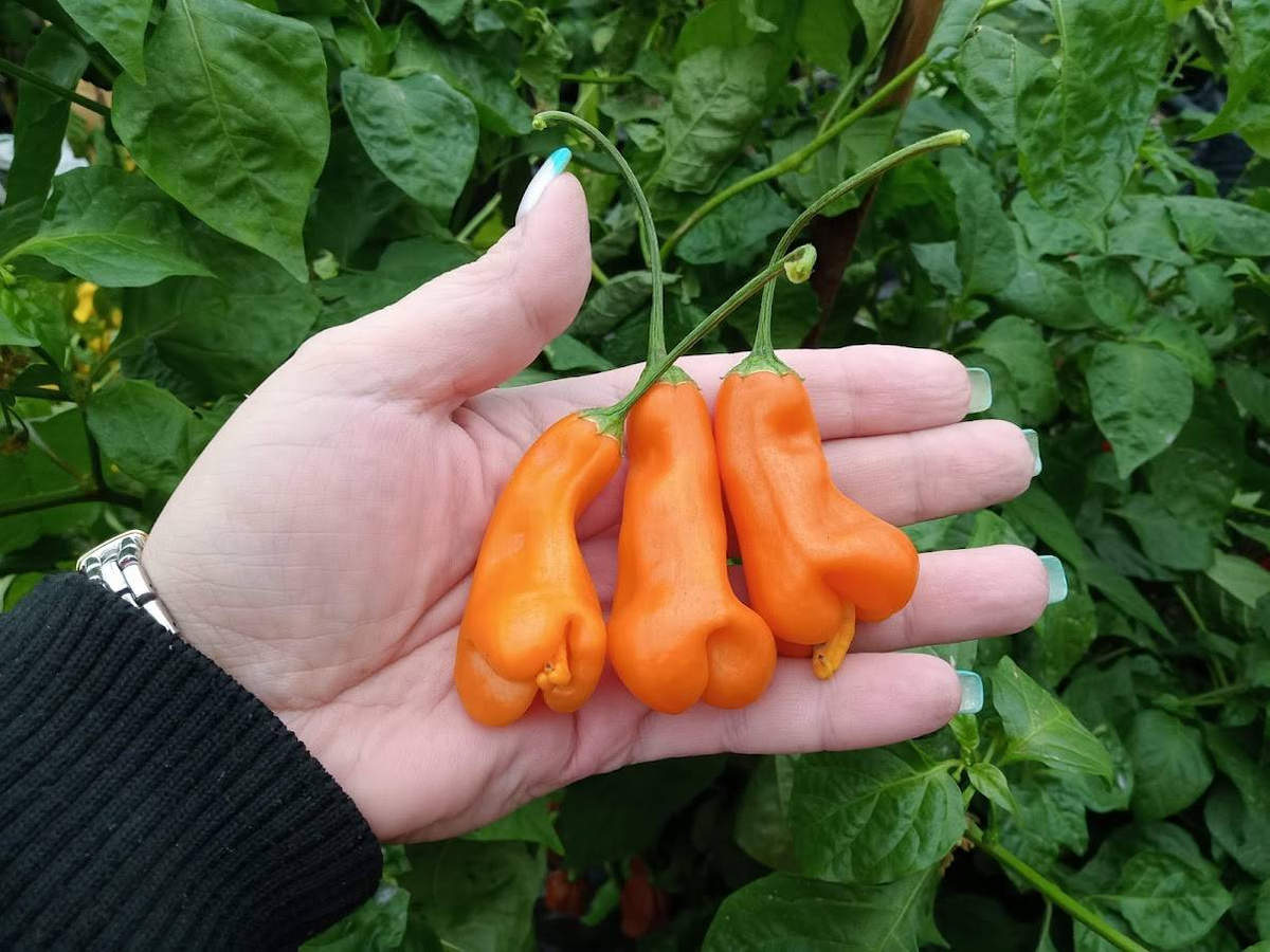 Фото: Alicia Perez