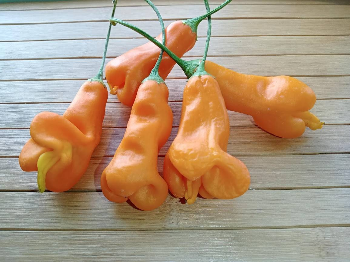 Сорт Erotico в каталоге Дядюшки Чили