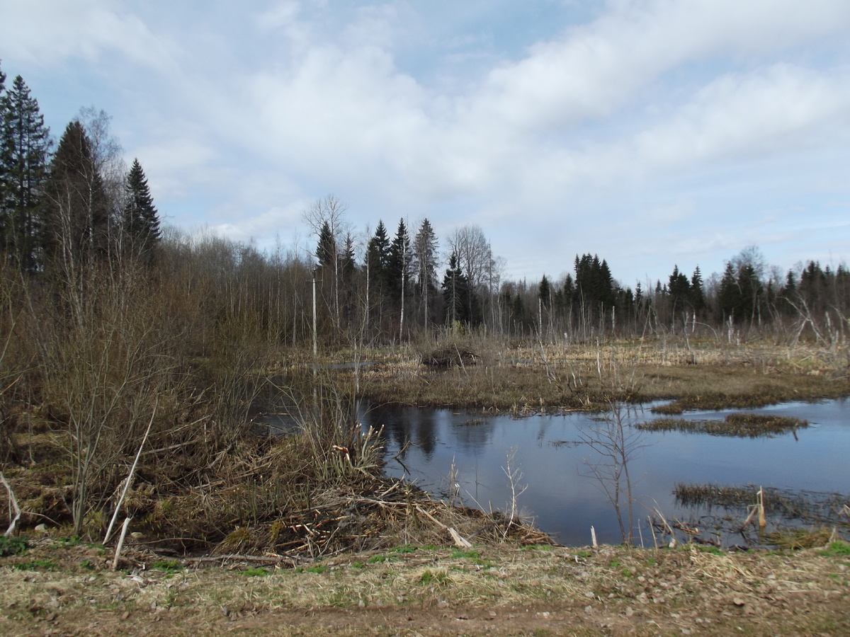 Бобровая запруда