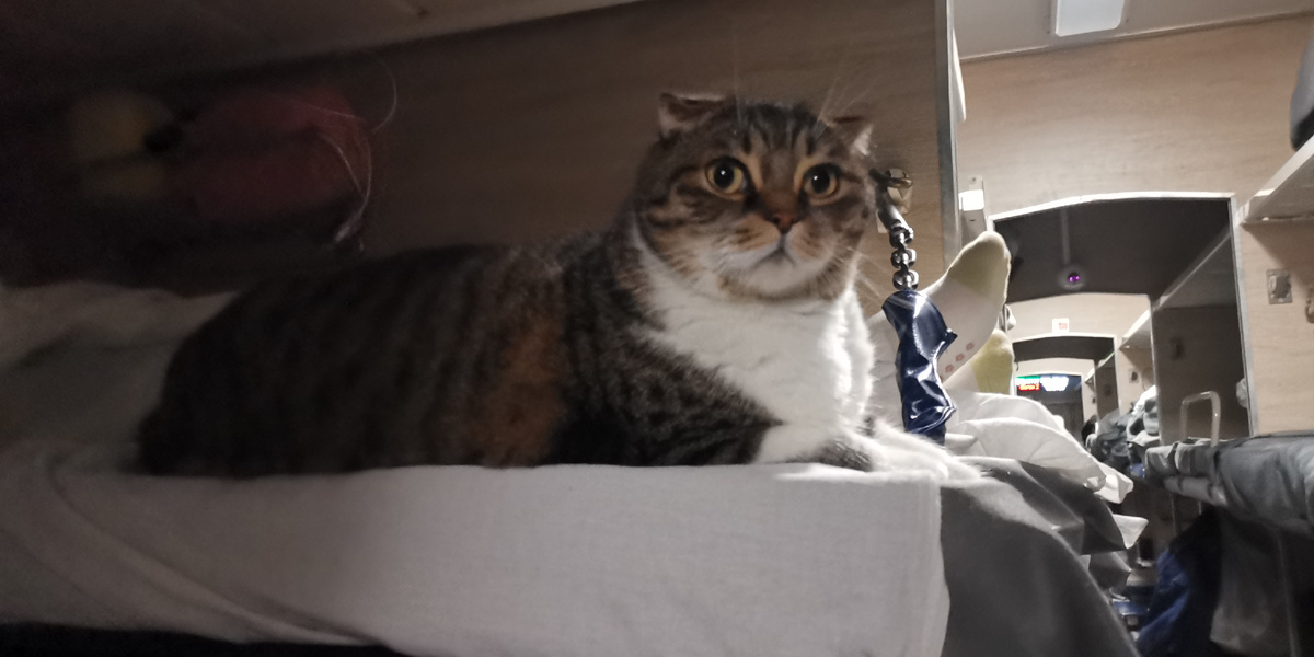 Кот в вагоне