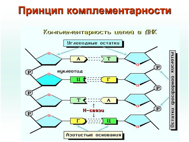Цепочка нуклеотидов выглядит следующим образом. А-Т Ц-Г Т-А Г-Ц.