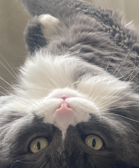 Коты и Апокалипсис