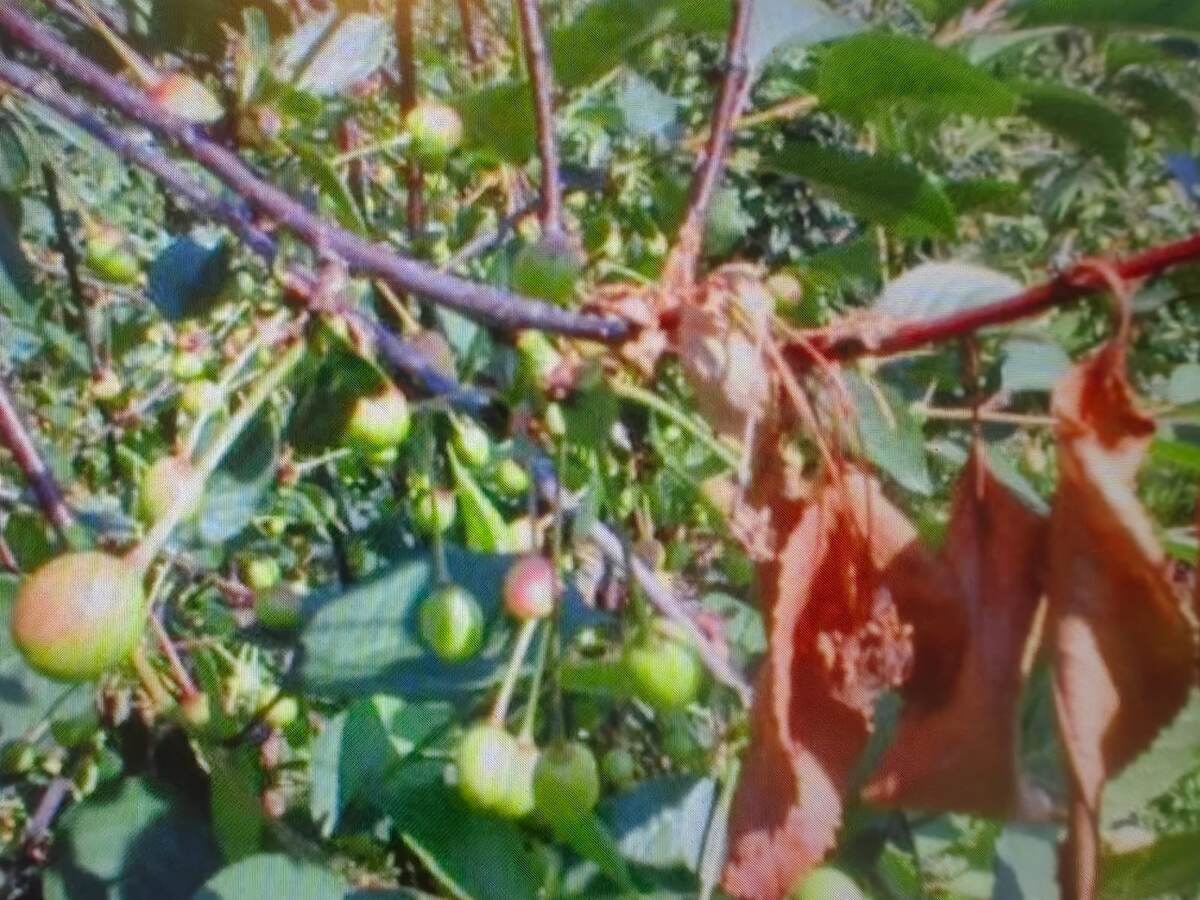 Проявления монилиоза. Фото автора 