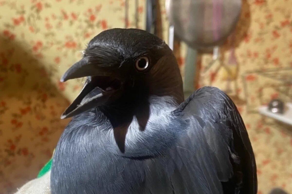    В Рязани волонтёры «Salus» спасли женщину с диабетом и застрявшую птицу