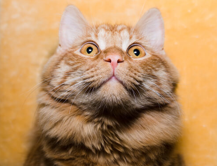 Фото из открытого источника